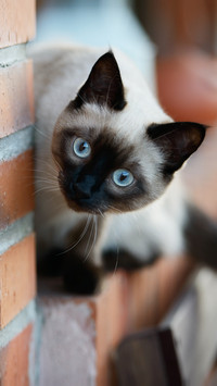 Siamese Cat of the Dog of Cats 5