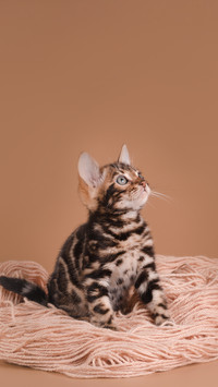 Bengal kitten playing on beige background