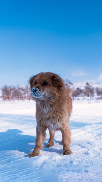 Dogs also have maternal love
