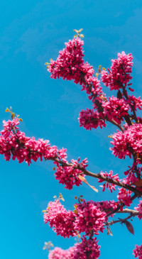 Nature HD - 2020-06-02T123304.883