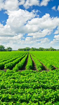 Farmland fields