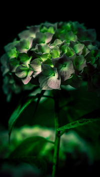 植物4