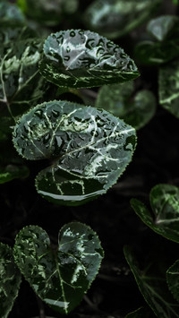 植物5
