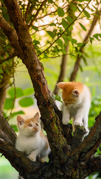 How to raise a kitten within a month