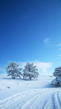 雪地风光-拍信图库