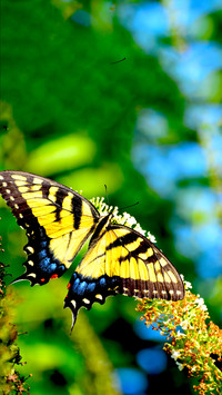 The Beauty of Nature