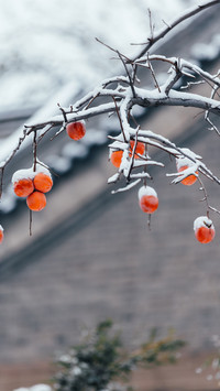 Red persimmons in the snow reflect the winter scenery