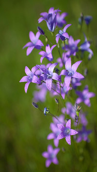 Flowers and plants