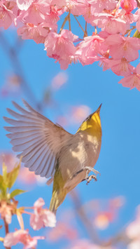 Hummingbirds dance in front of cherry blossoms