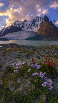Daisies under Bogda peak 45
