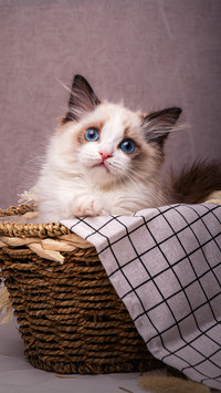 Cats are small house cats 9