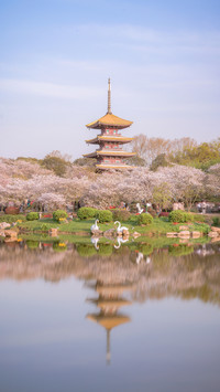 Donghu Cherry Blossom Garden 86