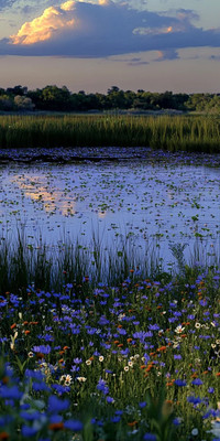 Blue Landscape1.jpg