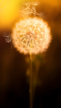 international_plant (1)