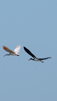 Two ibises dance together in the wei river wetland