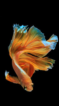 Beautiful movement of  Half moon  Betta fish isolated