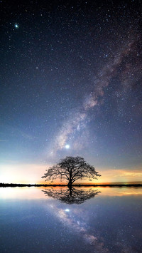 Vertical Shot of Black Tree and Milky Way