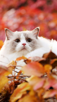 The ragdoll cat on the autumn leaves