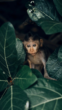 The Animal World-PAIXIN