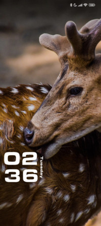 Deer
