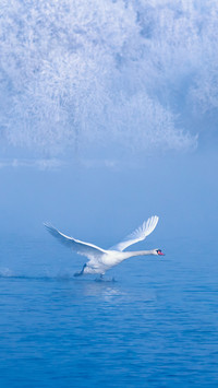 How high can swans fly