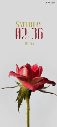 Rose Bloom