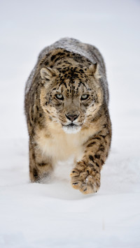 Endangered animals in Asia 24