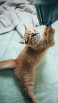 猫砂盆的摆放很讲究