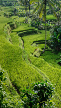 Indonesia (11)