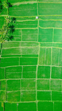 Indonesia (7)
