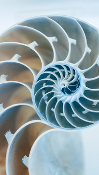 Shining Shells (4)