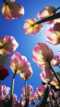 A god seye view of the flower sea 2