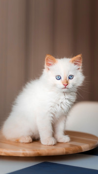 White fluffy cat. Little kitten