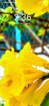 Yellow Elder_DWM2