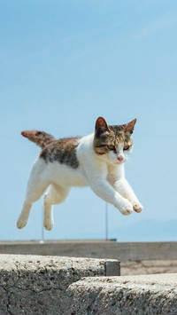 第一次养猫该如何选择