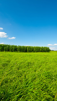 Green nature-06