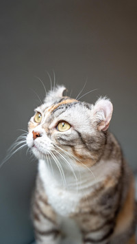 肥猫如何瘦身成功？