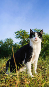 奶牛猫的自白