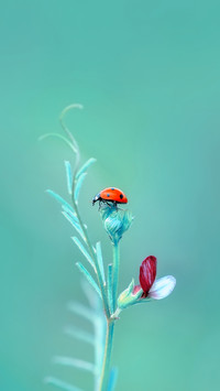 Spring scenery-11