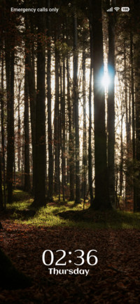 Golden Rays