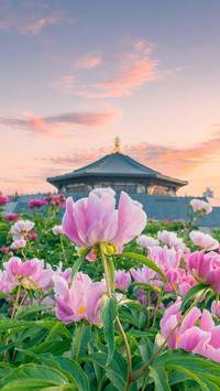 Ancient buildings should also be adorned with flowers