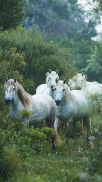 A herd of horses in the forest