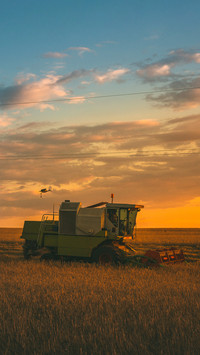 Harvesting of wheat fields with combine