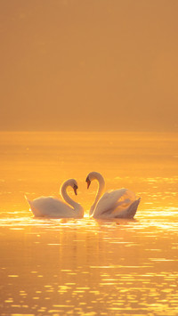 Love swans