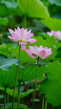清雅荷花-拍信图库