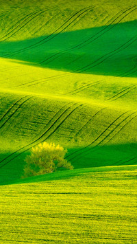 Green and yellow wavy hills in South Moravia