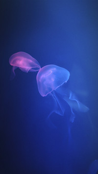 漂浮的花伞