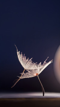 Abstract macro of colorful water drops on dandelion seeds