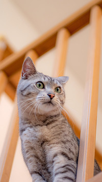 Photographing a cat peeking out from the lattice