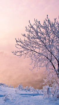Winter scenery